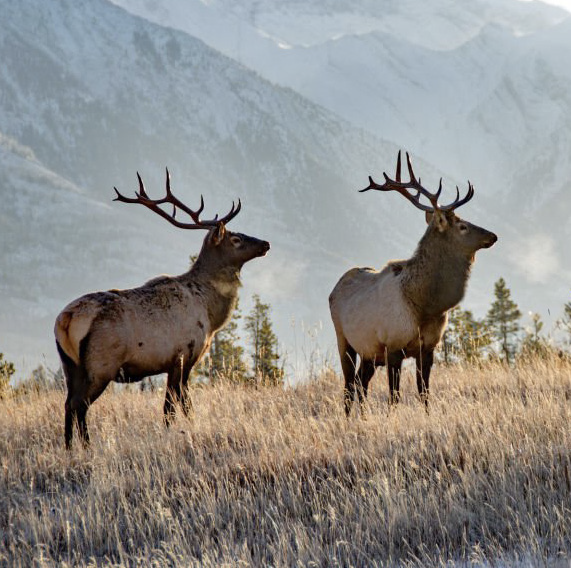 Placeholder Deer