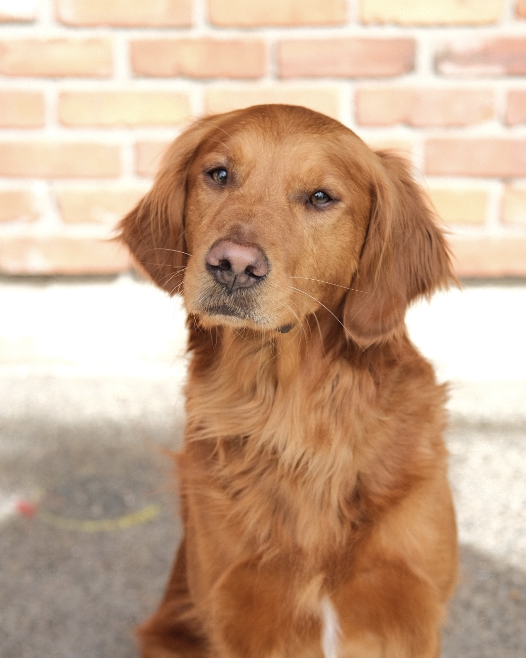 Scout