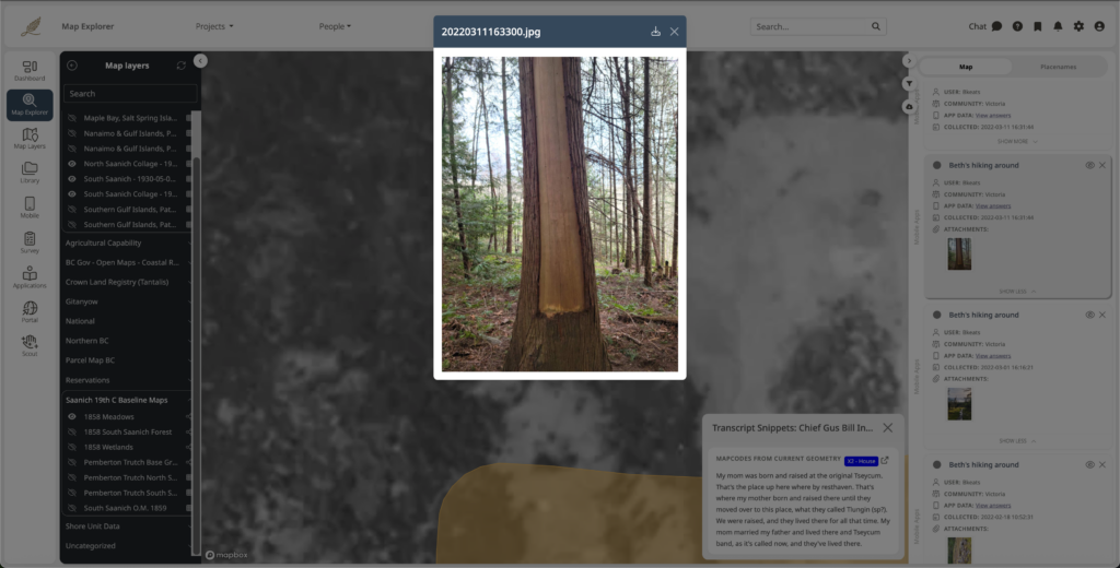 Modal with a picture of a tree